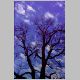 arbre1.html